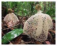 Stinkhorn Mushrooms